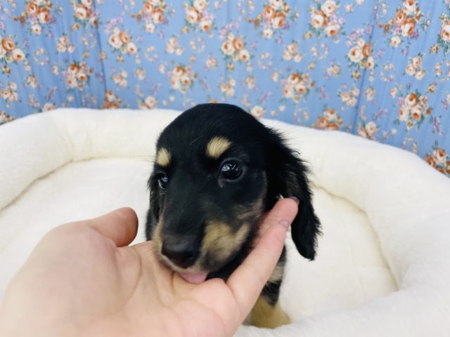 ミニチュアダックス