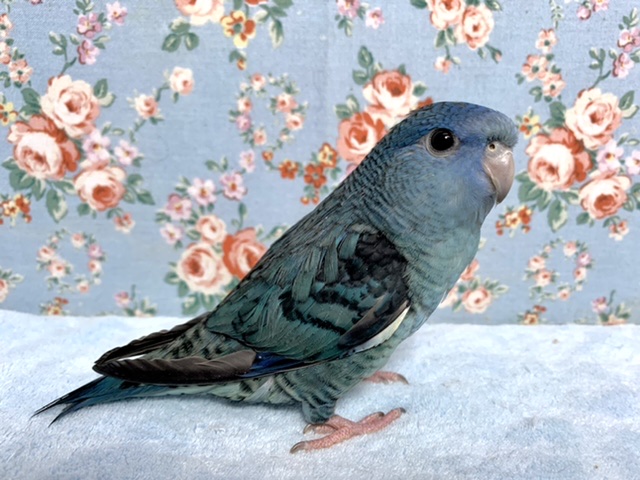 サザナミインコ