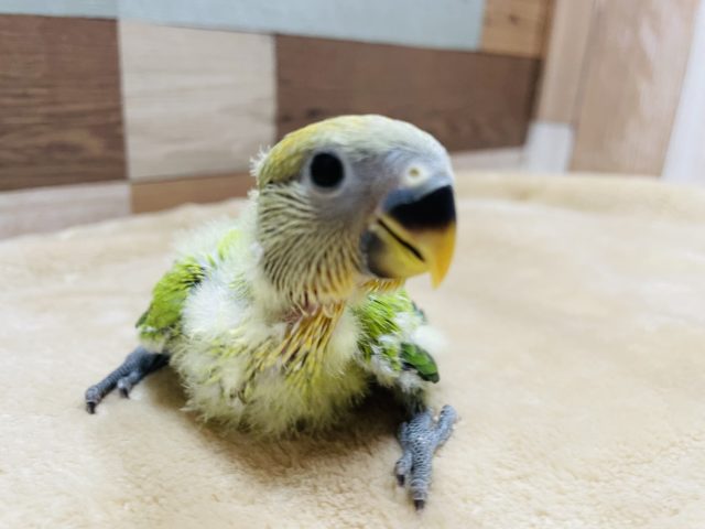 コザクラインコ（小桜インコ）