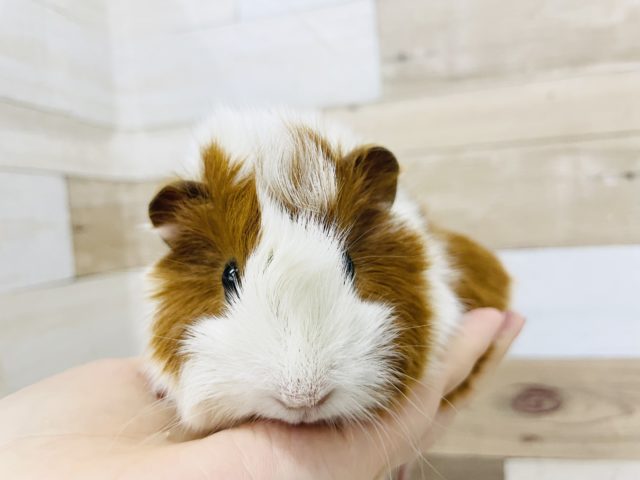 アビシニアンモルモット