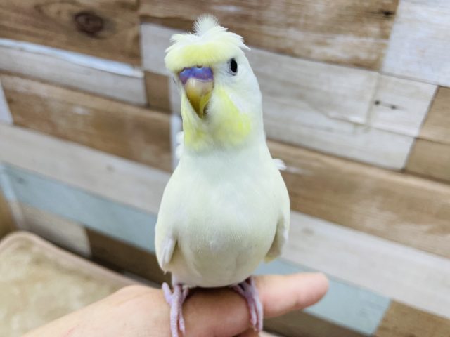 羽衣セキセイインコ
