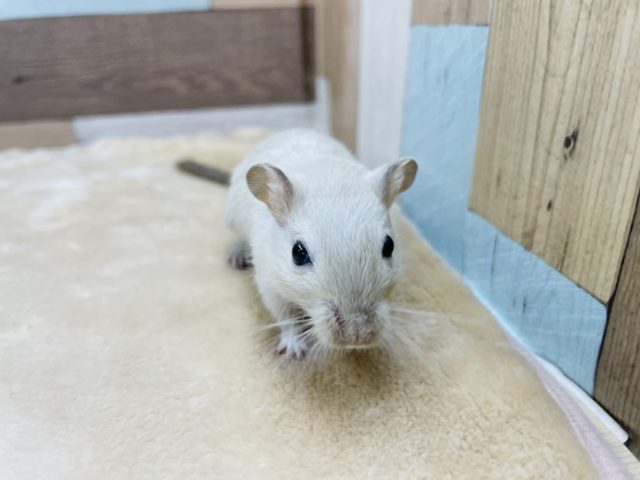 カラージャービル（スナネズミ）