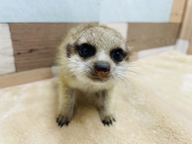 ミーアキャット