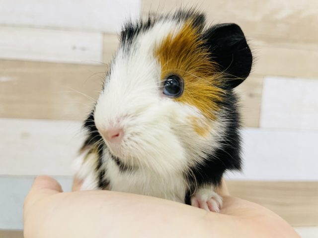 アビシニアンモルモット