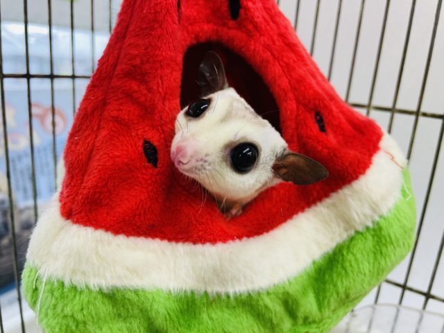 フクロモモンガ