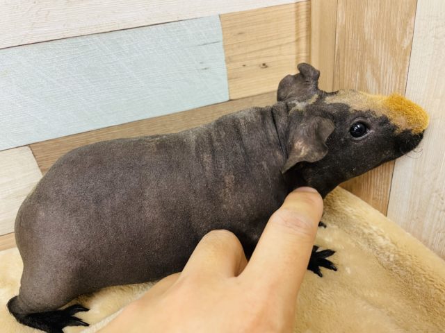 スキニーギニアピッグ