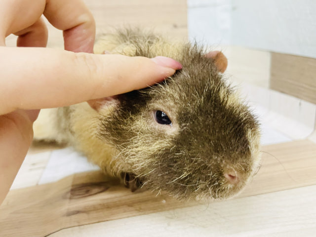 ウェアウルフ（スキニーギニアピッグ）