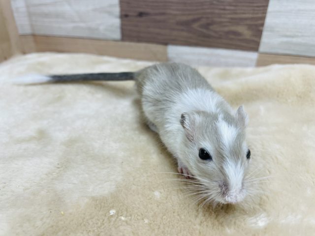 とろ〜んとした可愛いお顔☆カラージャービル! カラージャービル(スナネズミ)