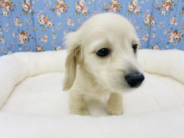 ミニチュアダックス