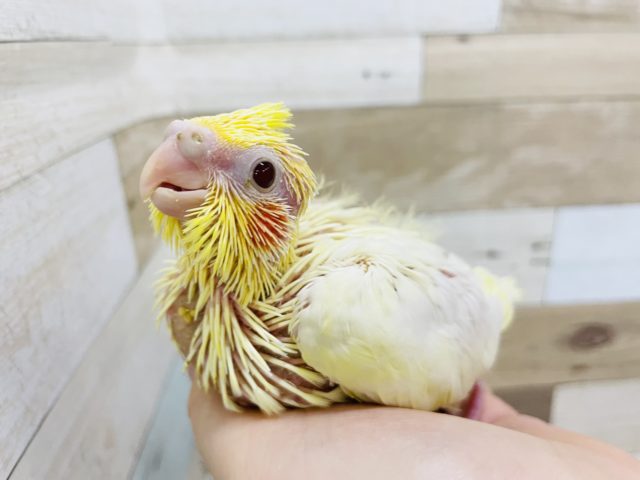 オカメインコ