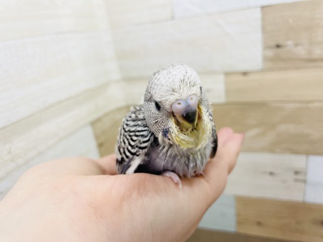 ジャンボセキセイインコ