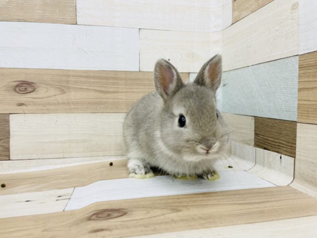 ネザーランドドワーフ