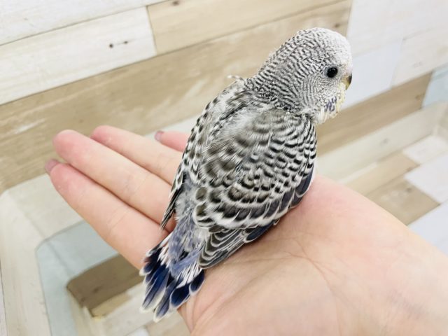 ジャンボセキセイインコ
