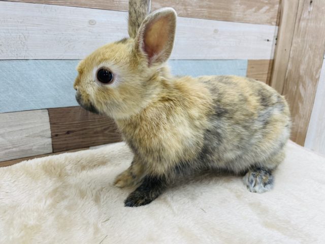 ネザーランドドワーフ