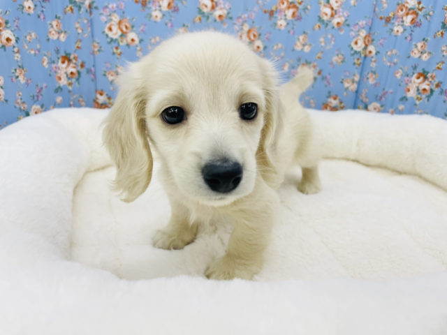 ミニチュアダックス