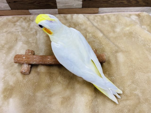 オカメインコ