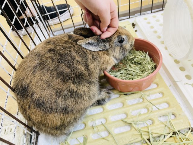 ネザーランドドワーフ