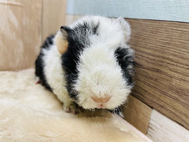 テッセルモルモット