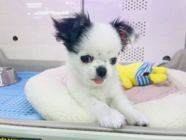 ギャップの宝石箱♥️激かわチワワちゃん(ホワイト&ブラック) チワワ