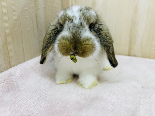 ロップイヤーラビット