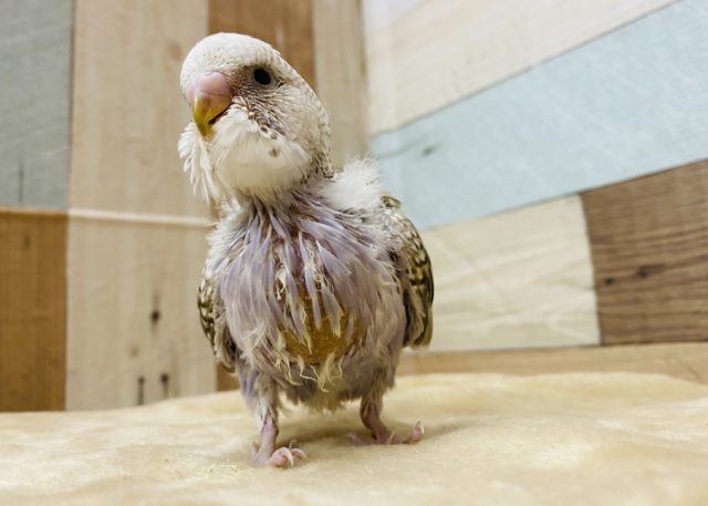 ジャンボセキセイインコ