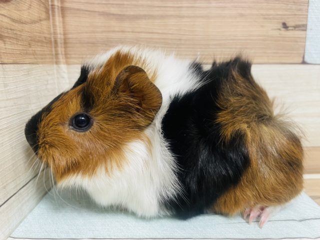 アビシニアンモルモット