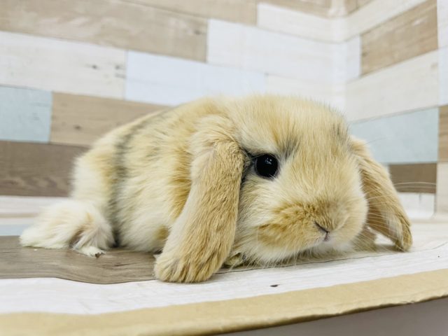 ロップイヤーラビット