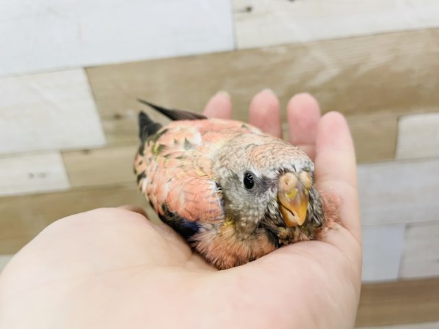 アキクサインコ（秋草インコ）