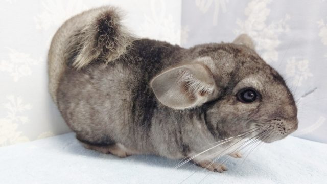 チンチラ