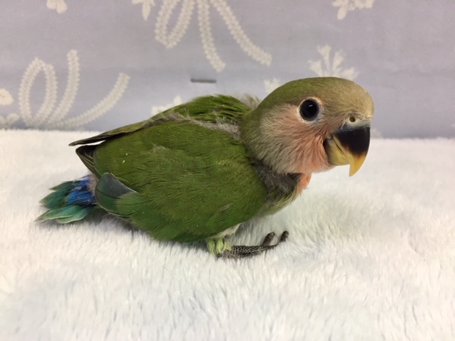 コザクラインコ（小桜インコ）