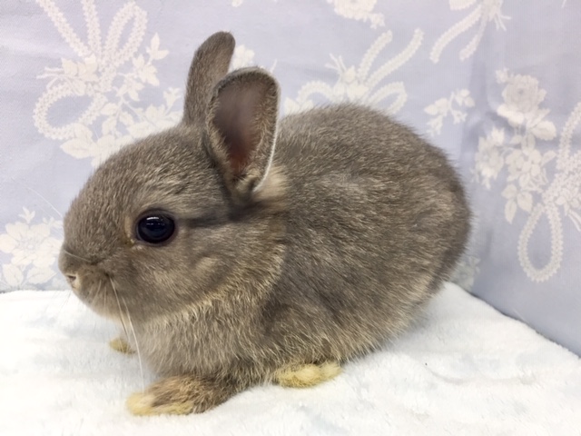 ネザーランドドワーフ