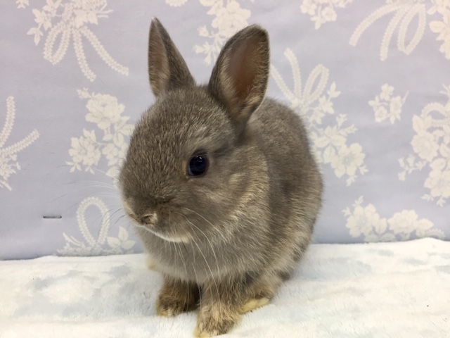 ネザーランドドワーフ