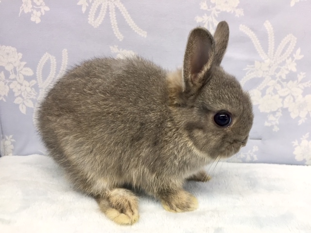 ネザーランドドワーフ