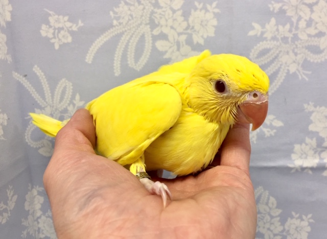 最新画像♪キョエ~♪ワカケホンセイインコ(月の輪インコ)ルチノー 2021年12月生まれ ワカケホンセイインコ(月の輪インコ)