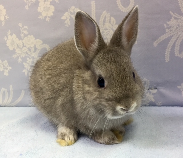 ネザーランドドワーフ