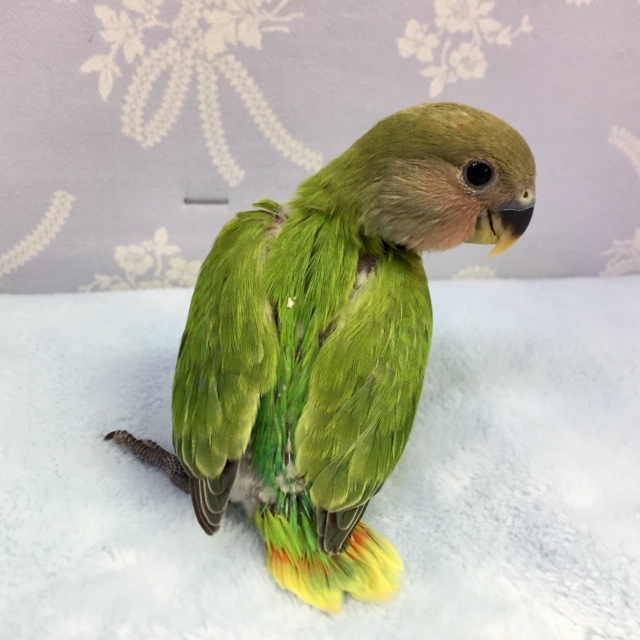 コザクラインコ（小桜インコ）