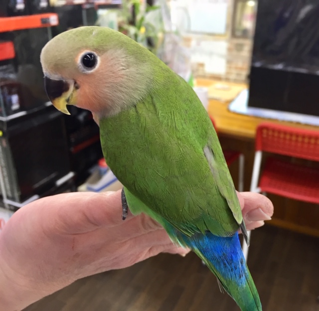 コザクラインコ（小桜インコ）