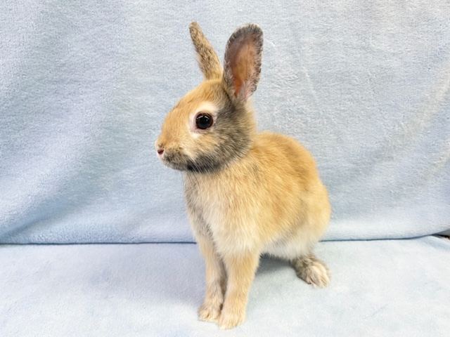 ネザーランドドワーフ