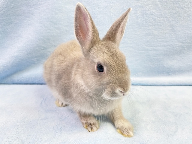 ネザーランドドワーフ