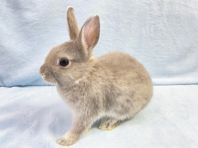 ネザーランドドワーフ