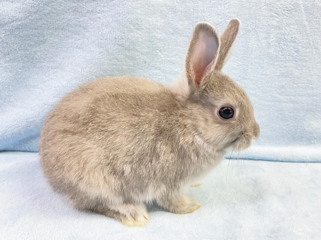 ネザーランドドワーフ