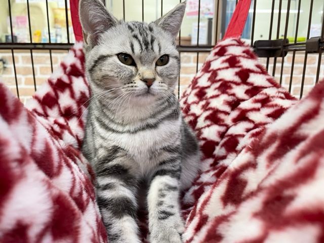 アメリカンショートヘア