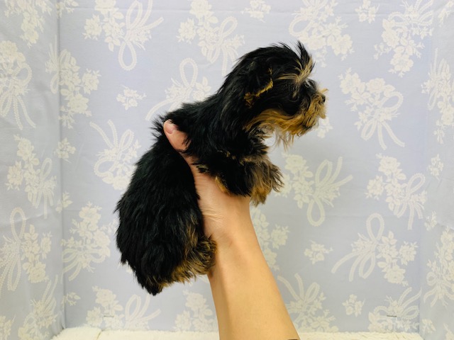 ヨークシャテリア