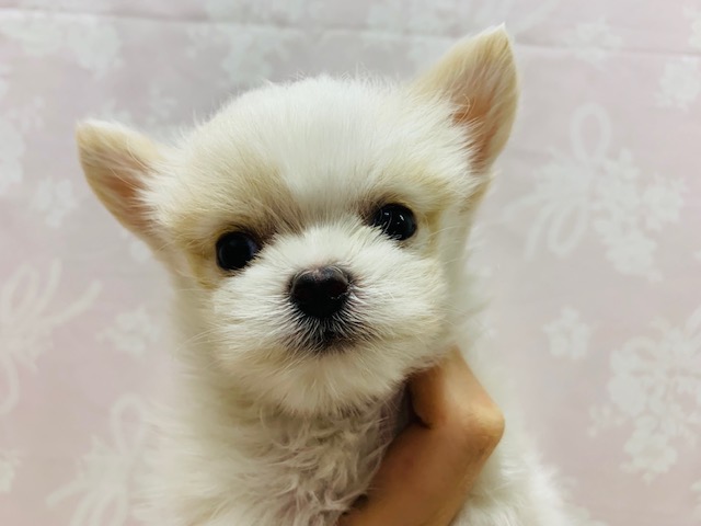 チワマル（マルチワ）