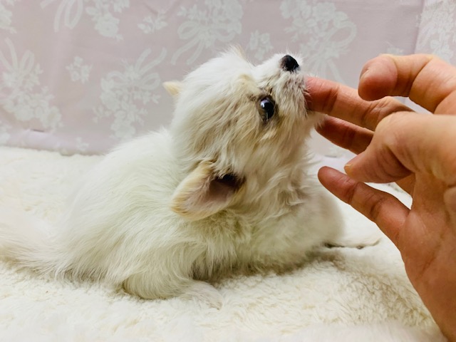 チワマル（マルチワ）