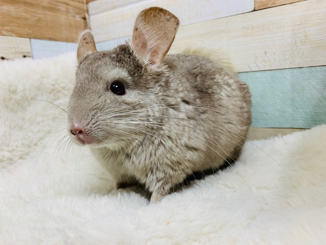 チンチラ