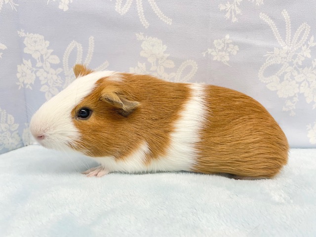 イングリッシュモルモット