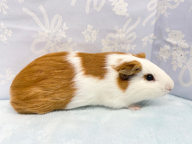 イングリッシュモルモット