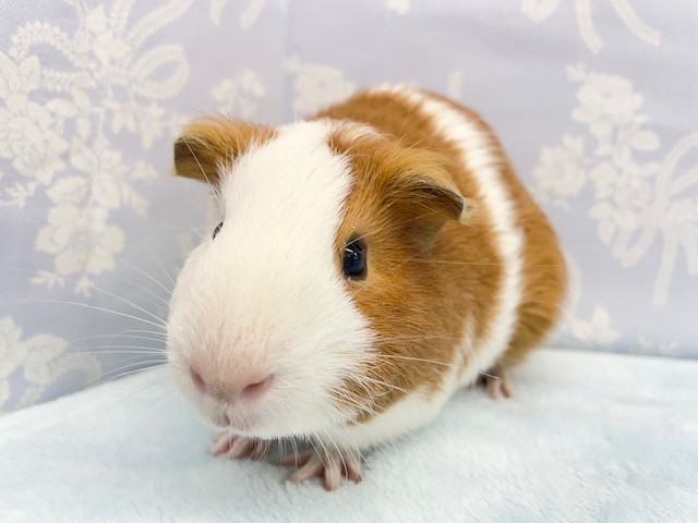 イングリッシュモルモット