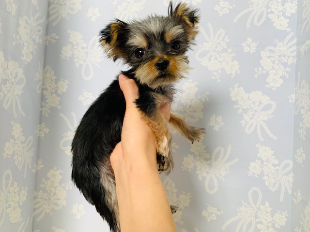 ヨークシャテリア